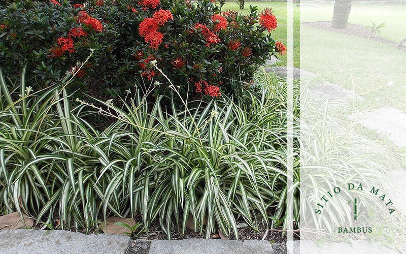 Plantas para forração de jardim