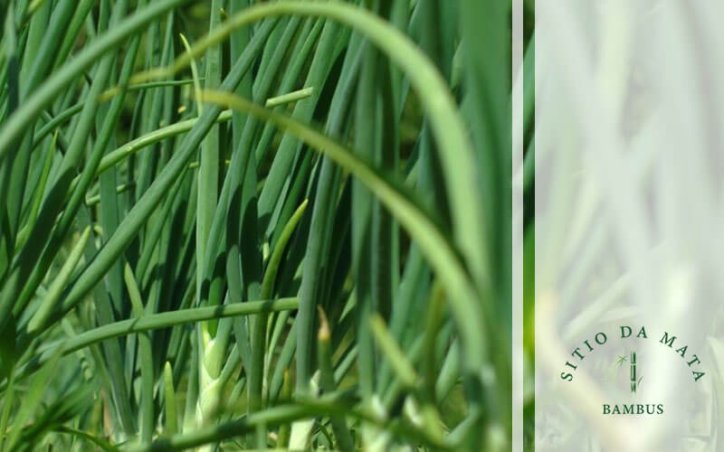 Dicas de espécies para cultivar o ano todo em sua horta