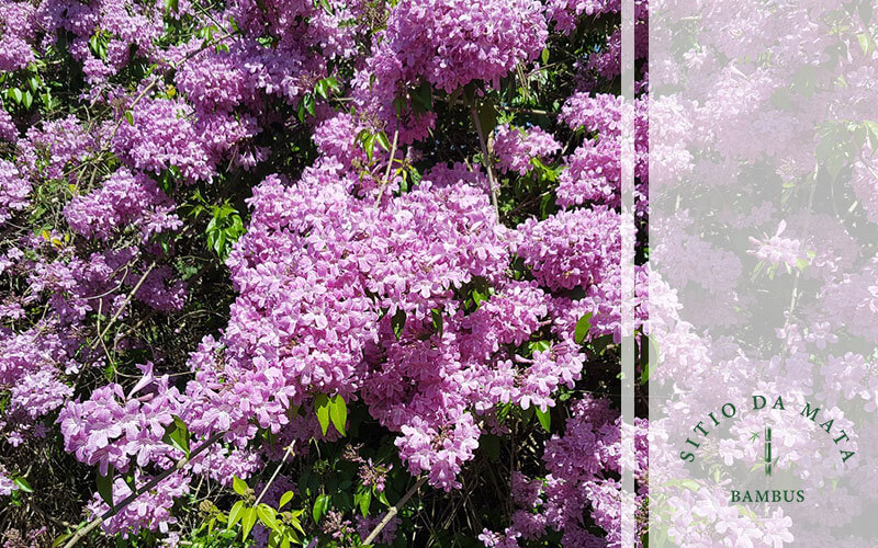 10 espécies de plantas para cobrir o pergolado e enfeitar seu jardim