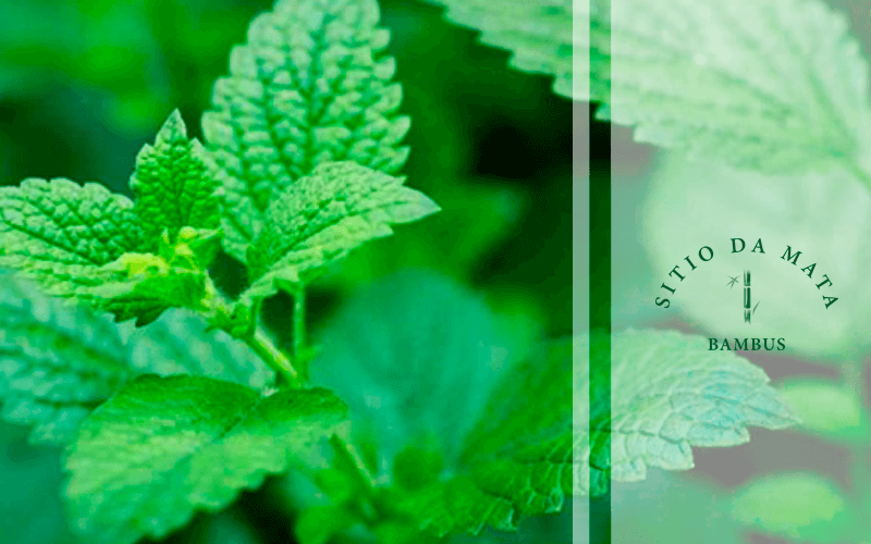 ervas aromaticas