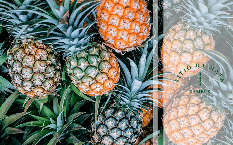 frutas da estação