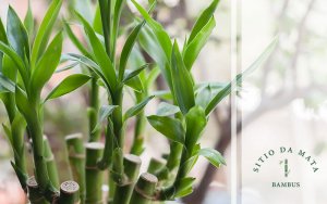 bambus