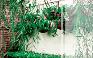 plantas pendentes de sol
