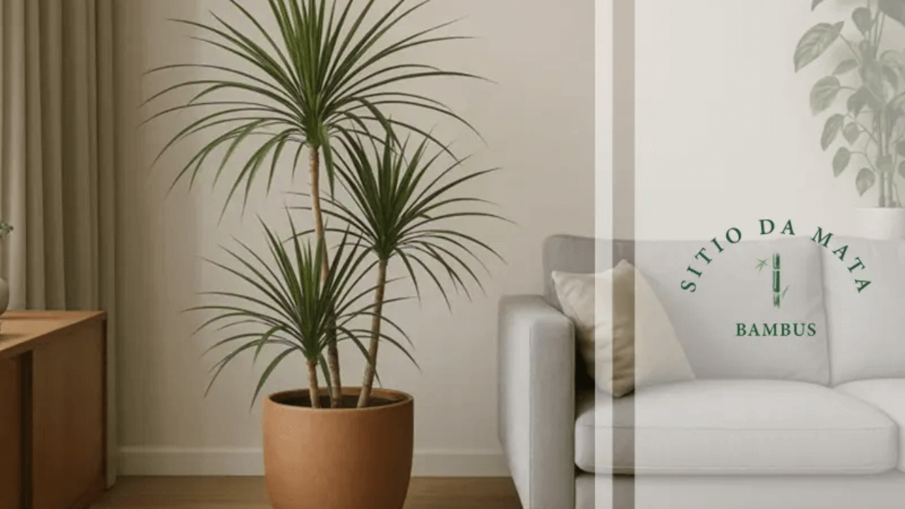 5 tipos de dracena que transformam ambientes - Sitio da Mata Bambus