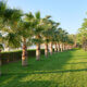 Palmeiras para Paisagismo