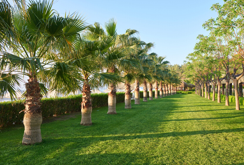 Palmeiras para Paisagismo