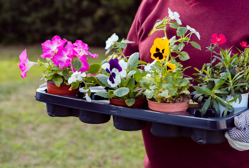 Plantas para todas as estações do ano