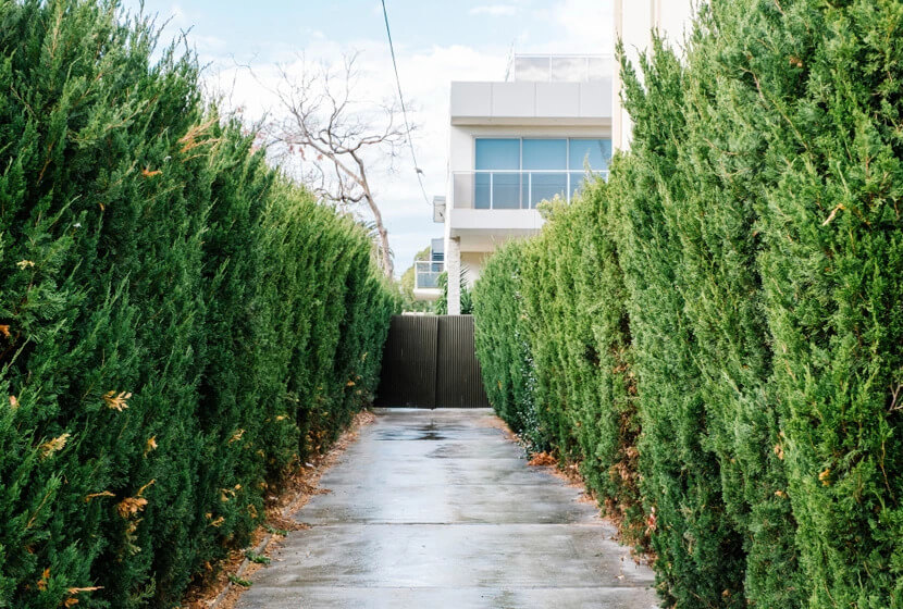 cerca viva de crescimento rápido