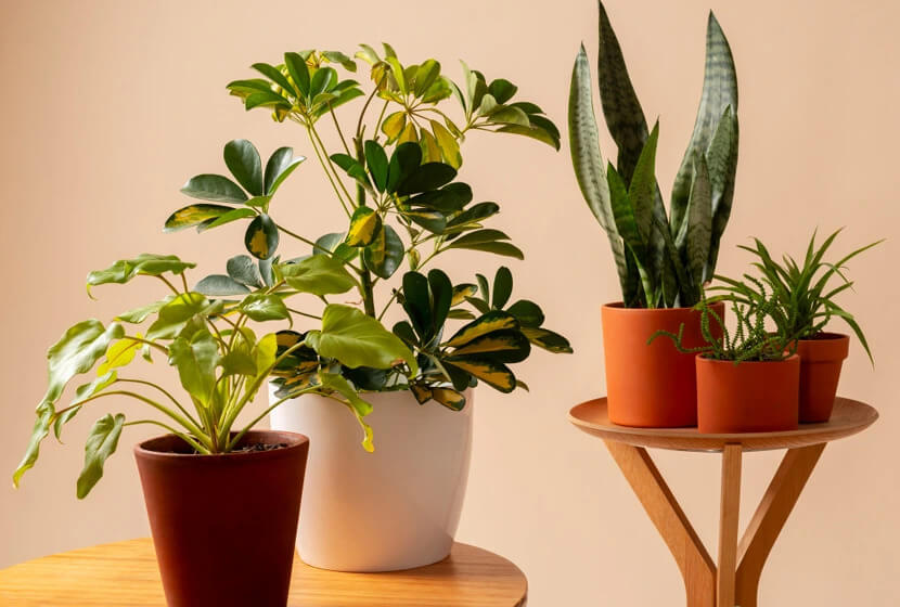 plantas de baixa manutenção