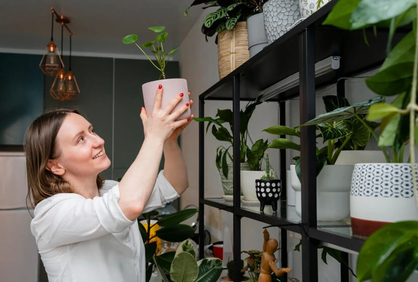 plantas para dentro de casa