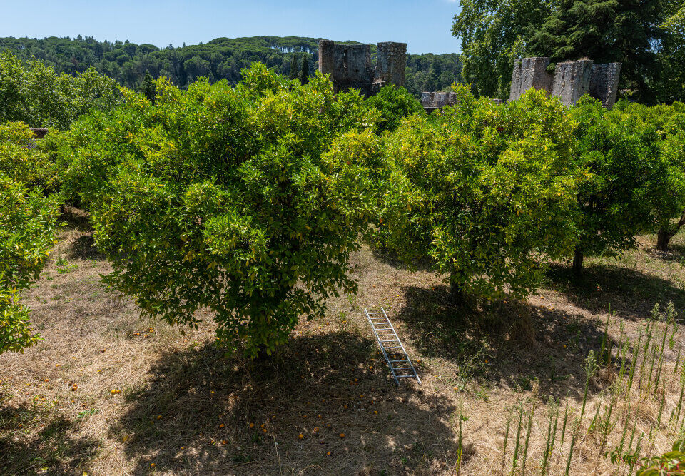 Como cuidar da jabuticabeira no outono: entenda o passo a passo para colher frutos docinhos na primavera