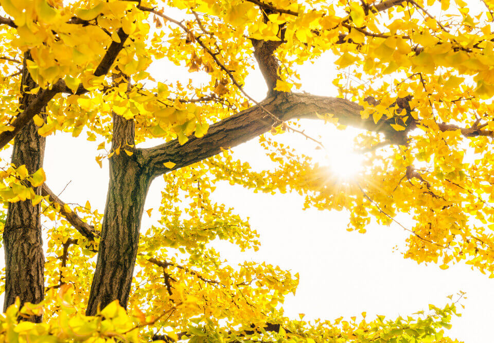 Ipê amarelo: transforme seu jardim em um cartão postal