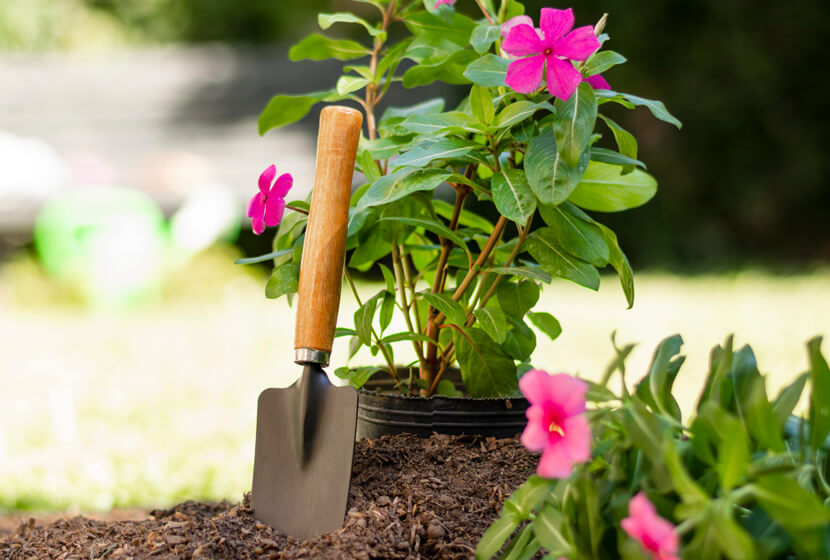 como proteger suas plantas no frio