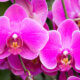 como recuperar orquídea que perde as folhas