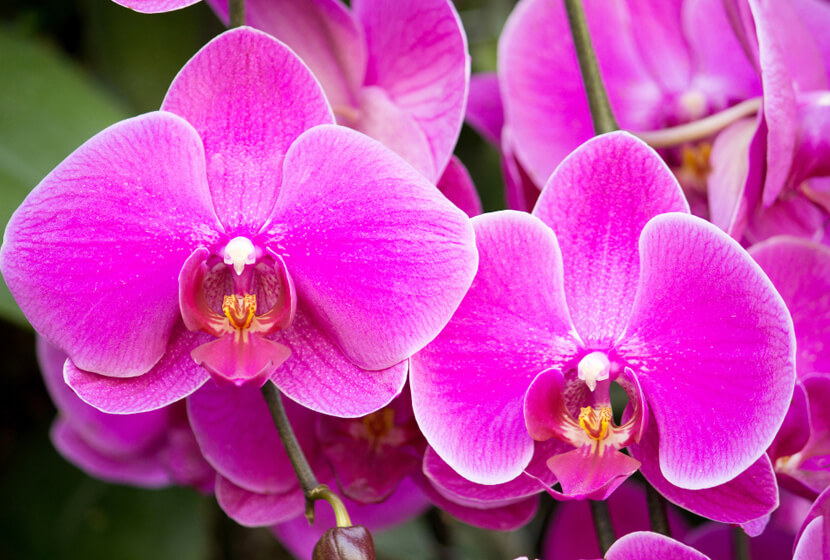como recuperar orquídea que perde as folhas
