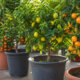 Pomar em vaso: 5 mudas de árvores frutíferas que produzem mesmo em espaços pequenos