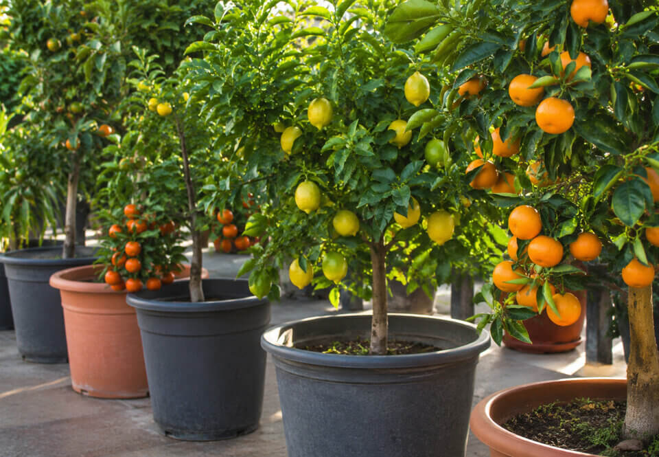 Pomar em vaso: 5 mudas de árvores frutíferas que produzem mesmo em espaços pequenos
