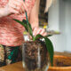 Orquídea sem flor? 5 motivos comuns e como resolver