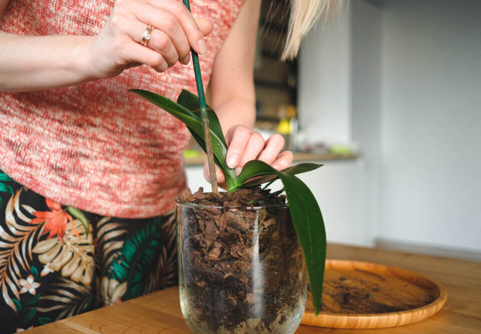 Orquídea sem flor? 5 motivos comuns e como resolver