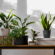 10 Plantas para sala que sobrevivem (e encantam) em ambientes fechados