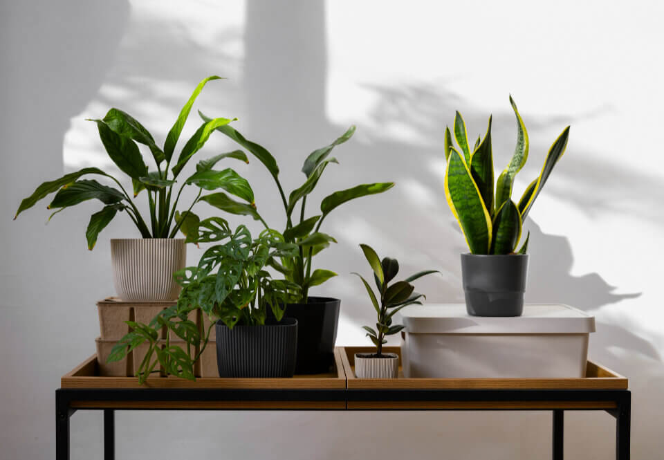 10 Plantas para sala que sobrevivem (e encantam) em ambientes fechados