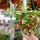 tipos de jiboia planta