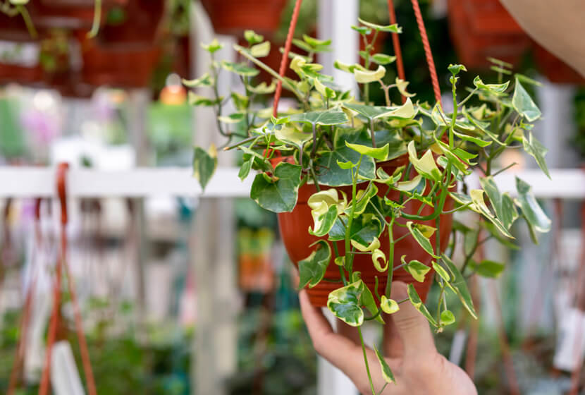 tipos de jiboia planta