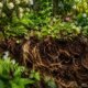 Paisagismo Regenerativo: plantas que restauram ecossistemas