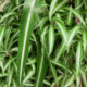 Plantas que filtram o ar e trazem charme a ambientes internos