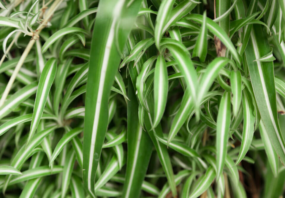 Plantas que filtram o ar e trazem charme a ambientes internos