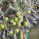Muda de oliveira: onde plantar e cultivar com sucesso