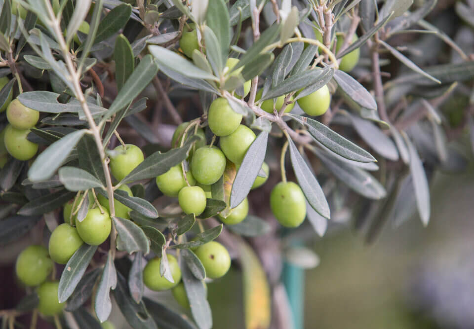 Muda de oliveira: onde plantar e cultivar com sucesso