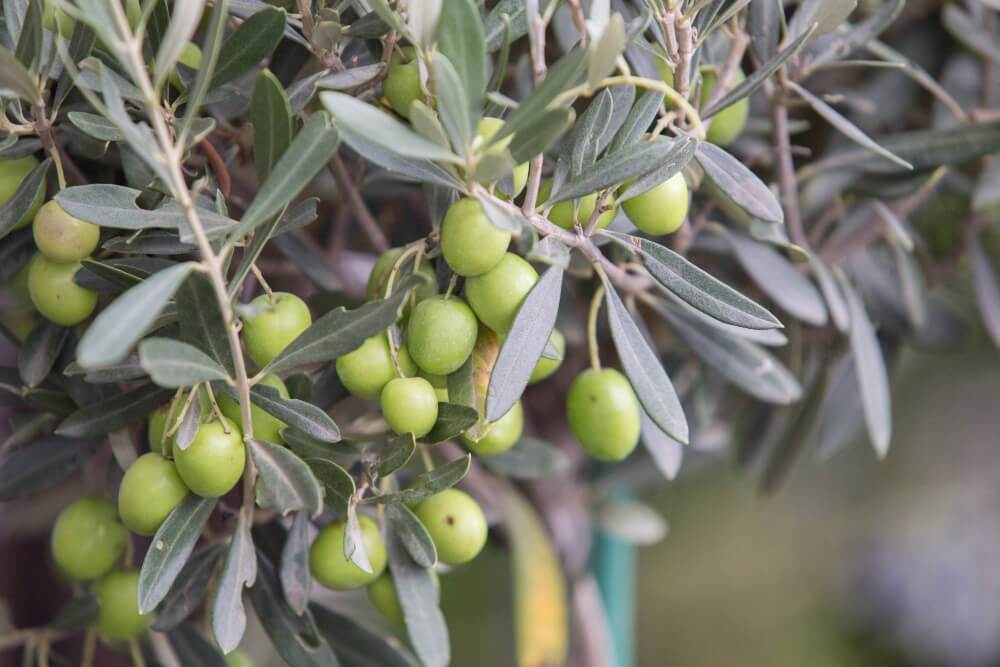 Muda de oliveira: onde plantar e cultivar com sucesso