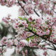 Árvores floridas para o jardim: espécies que florescem em diferentes épocas do ano