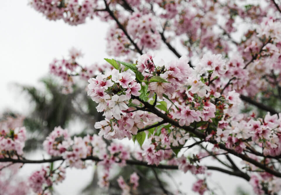 Árvores floridas para o jardim: espécies que florescem em diferentes épocas do ano