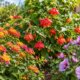 Arbustos floridos de fácil manutenção para primavera: lantana, abútilon e malva