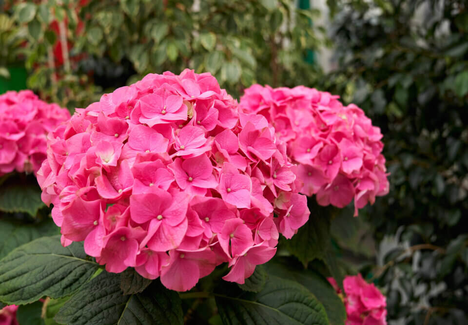 Hortênsia: como plantar e cuidar para florescer bem na primavera