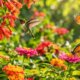 Plantas que Atraem Beija-flores e Borboletas: o Guia da Primavera