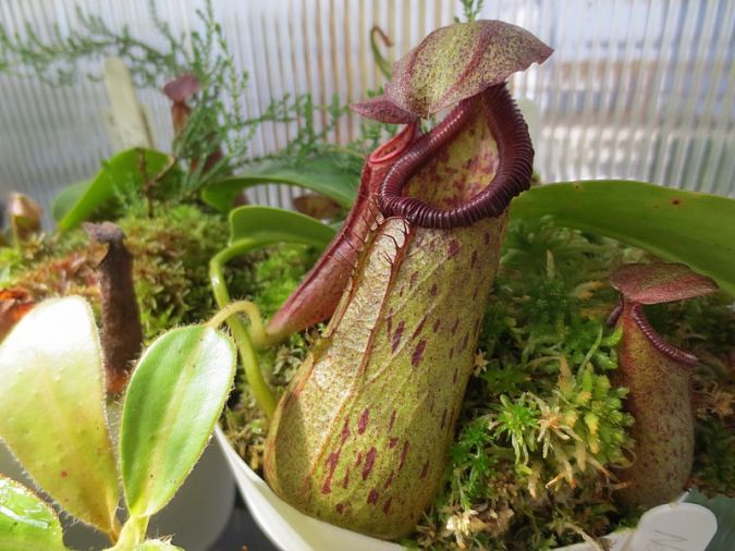 Carnívora Nepente ou Planta-jarro (Nepenthes spp)