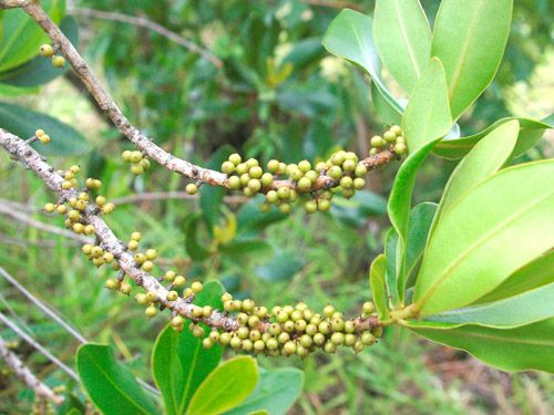 Capororoca (Rapanea ferruginea)