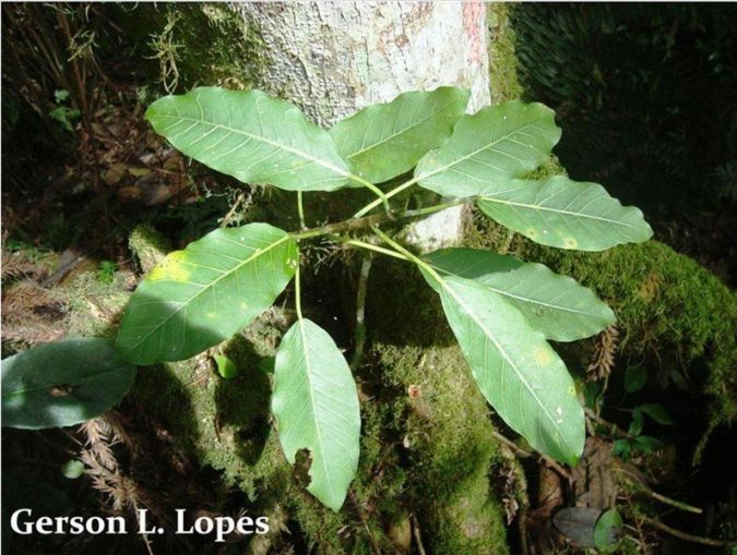 Figueira da Pedra (Ficus enormis)