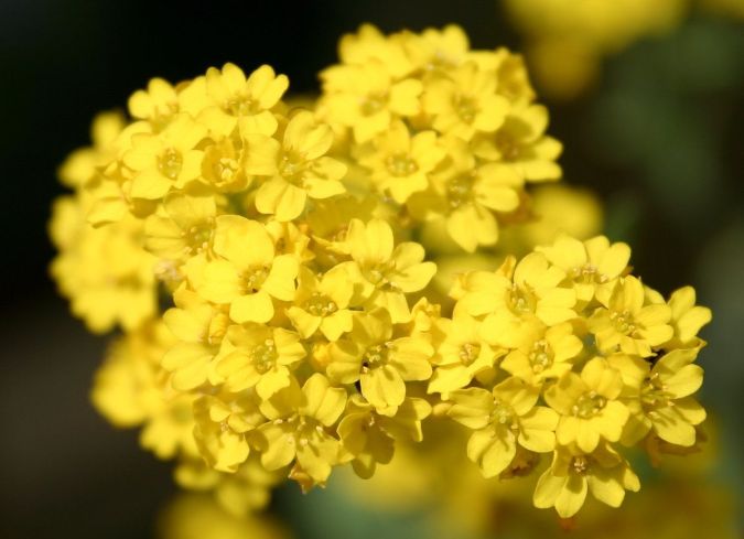 FLORES ORNAMENTAIS Alyssum PERENE AMARELO