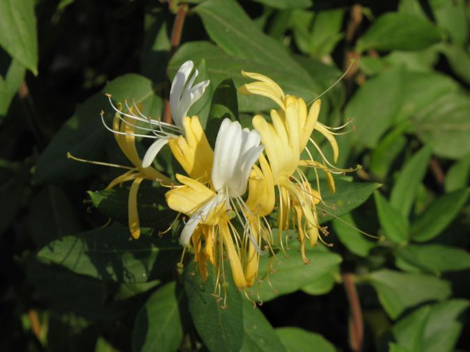 MADRESSILVA (Lonicera japonica)