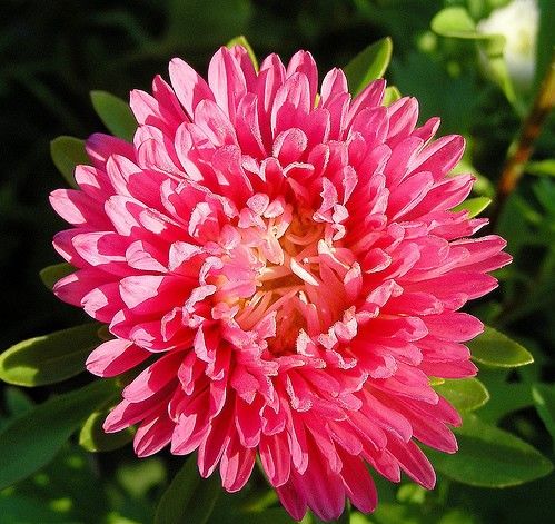 FLORES ORNAMENTAIS Aster RAINHA DO MERCADO SORTIDA