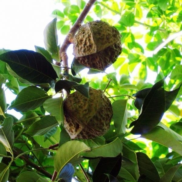 Sítio da Mata - Andá- assú (Joanesia princeps)