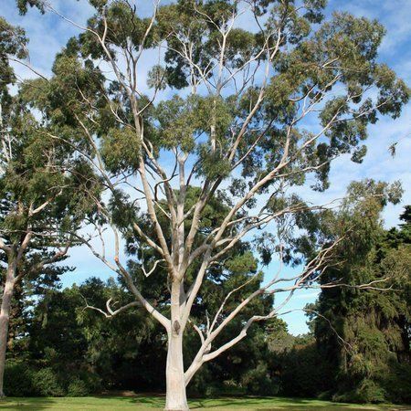 EUCALIPTO CITRIODORA (Corymbia citriodora)