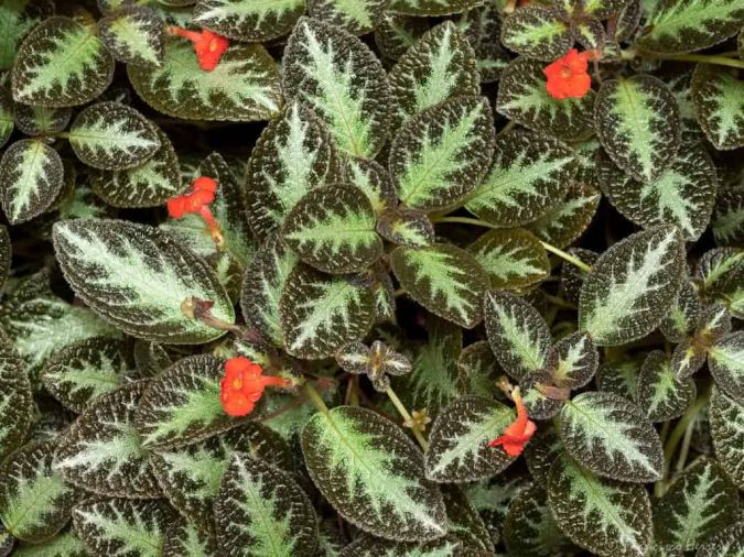 PLANTA TAPETE (Episcia cupreata)