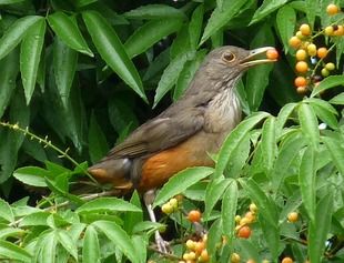 CHAU-CHAU (Allophyllus edulis) 