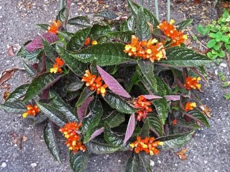 Sítio da Mata - Begônia Negra (Chrysothemis pulchella)