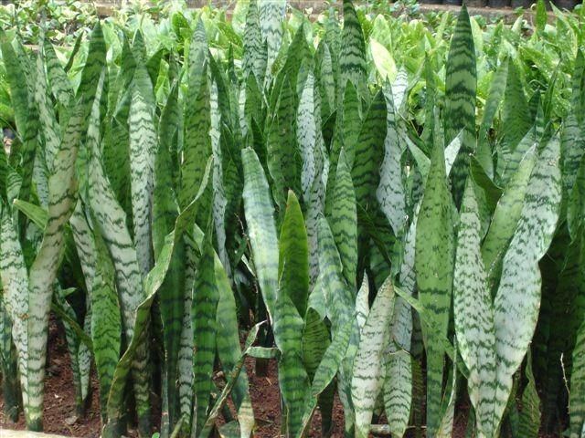 ESPADA DE SAO JORGE (Sansevieria Trifasciata) 